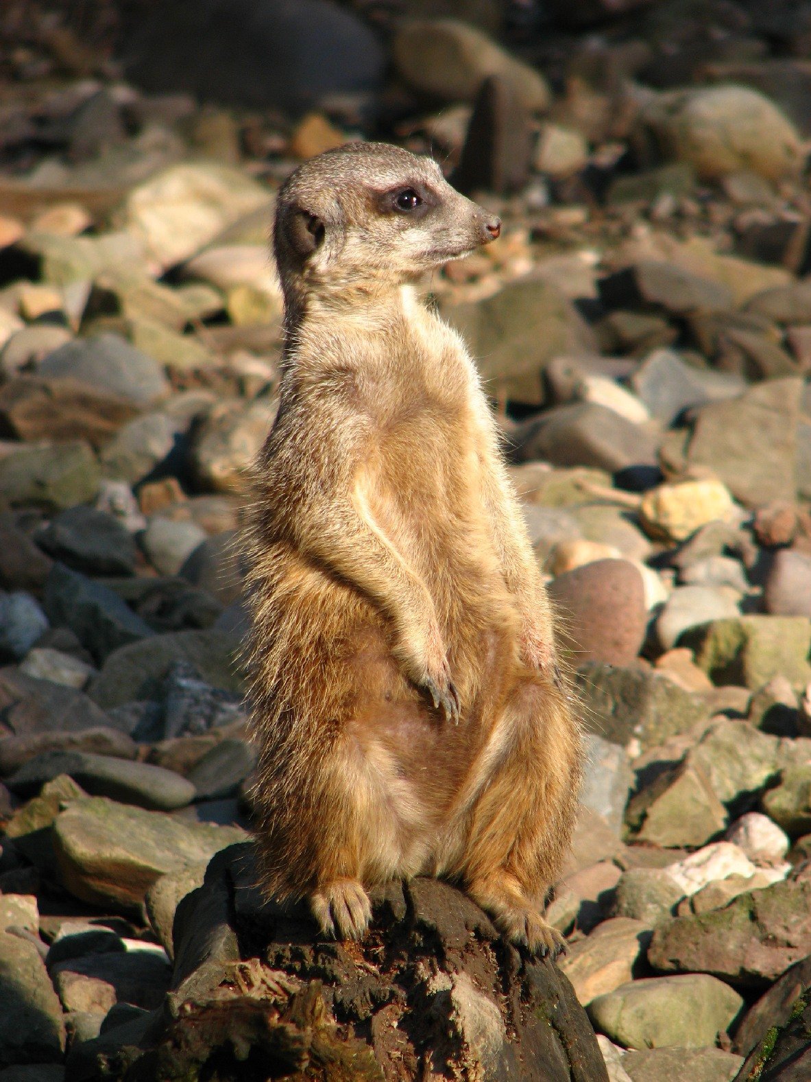 Erdmännchen (c) Public domain, Damageforce via Wikimedia Commons