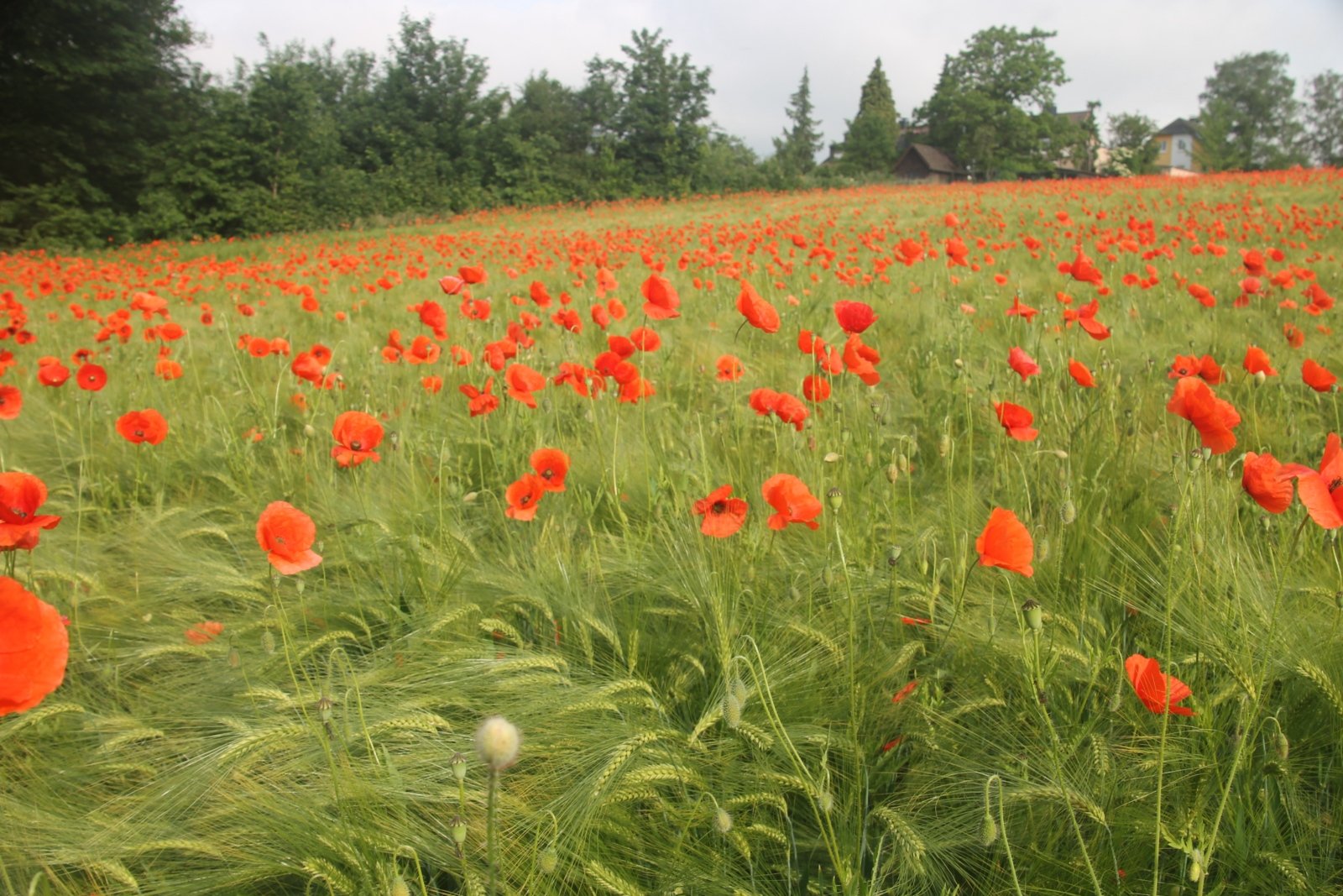 Mohn im Feld (c) M. Hahn