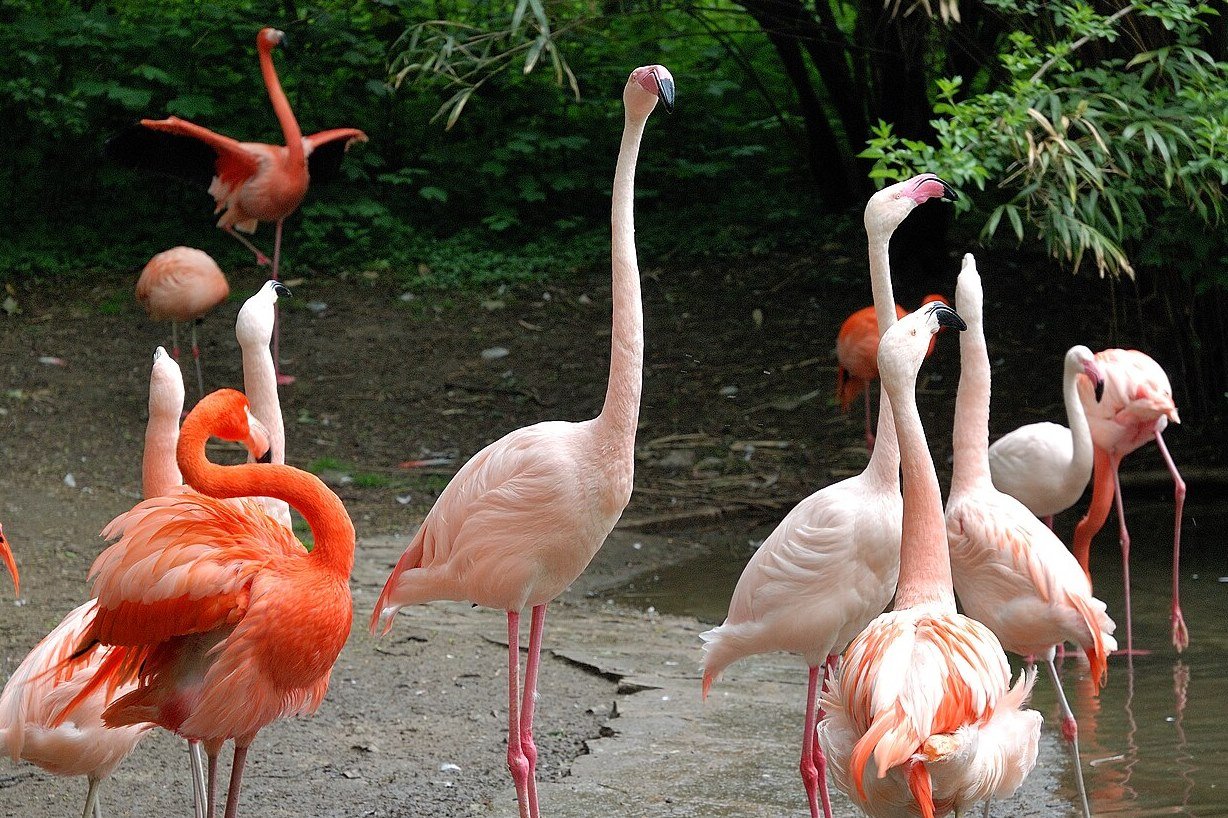 Flamingos (c) Mbdortmund / Wikimedia Commons